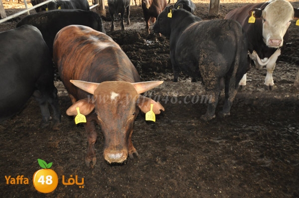 3ojojl shamal (10).JPG